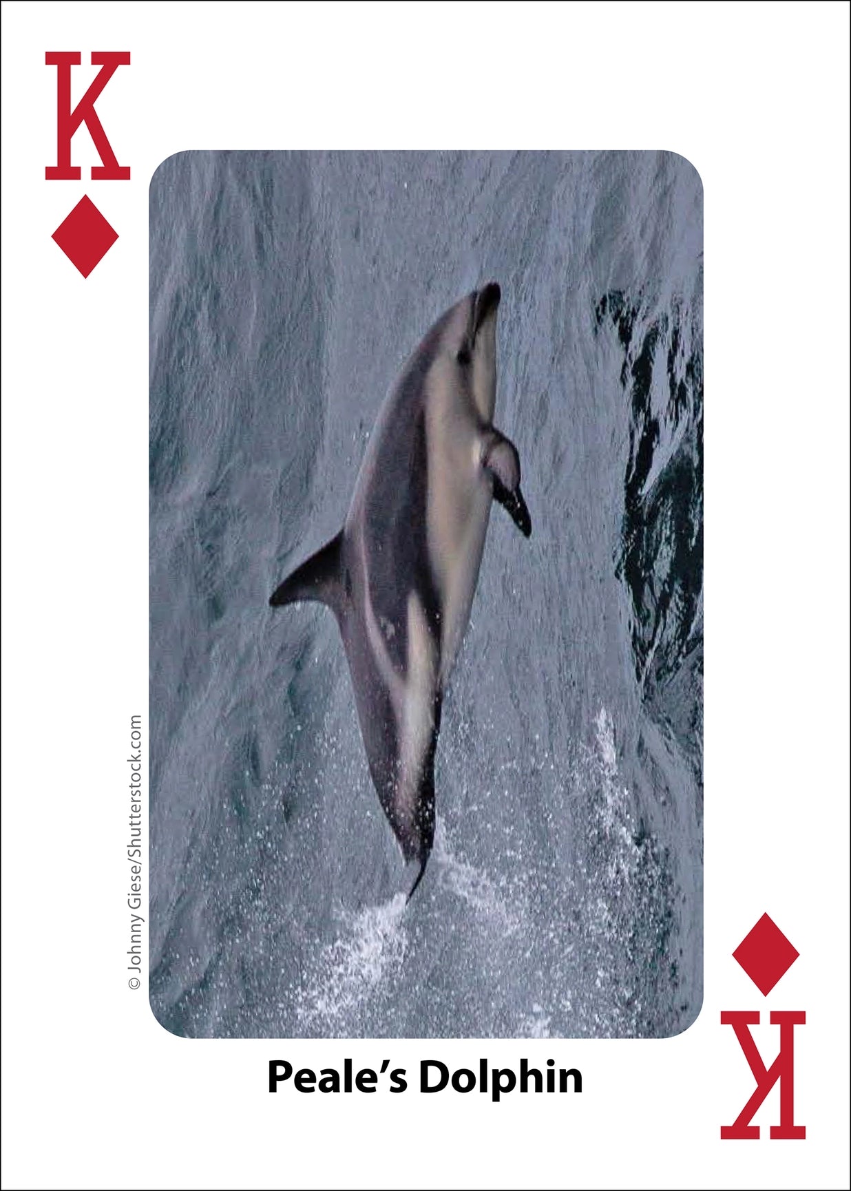 Whales, Dolphins, and Marine Mammals Playing Cards