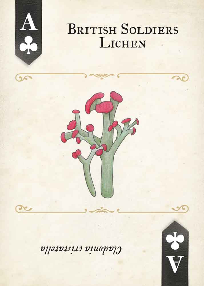 Fungi, Mushrooms & Lichens Playing Cards