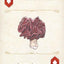 Fungi, Mushrooms & Lichens Playing Cards