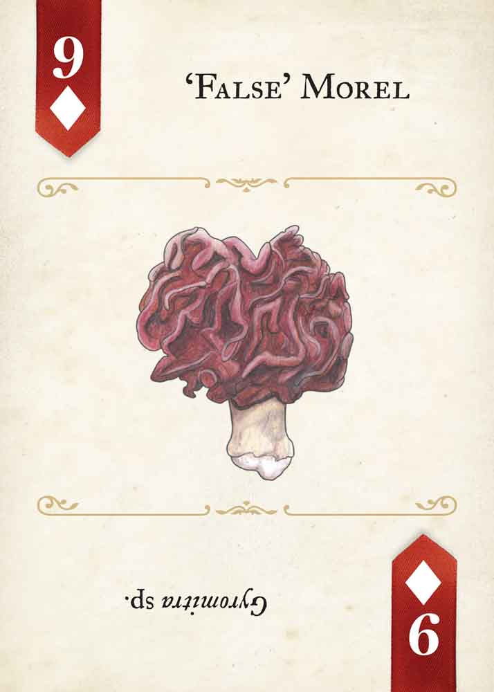 Fungi, Mushrooms & Lichens Playing Cards