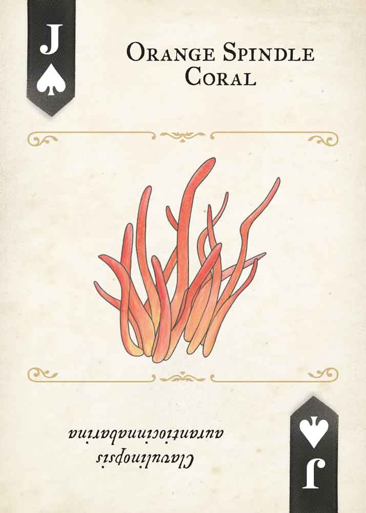 Fungi, Mushrooms & Lichens Playing Cards