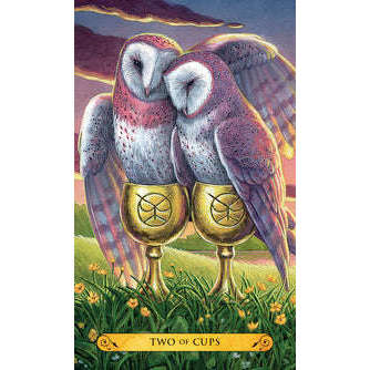 Tarot of the Owls Kit - Decks & Book Llewellyn