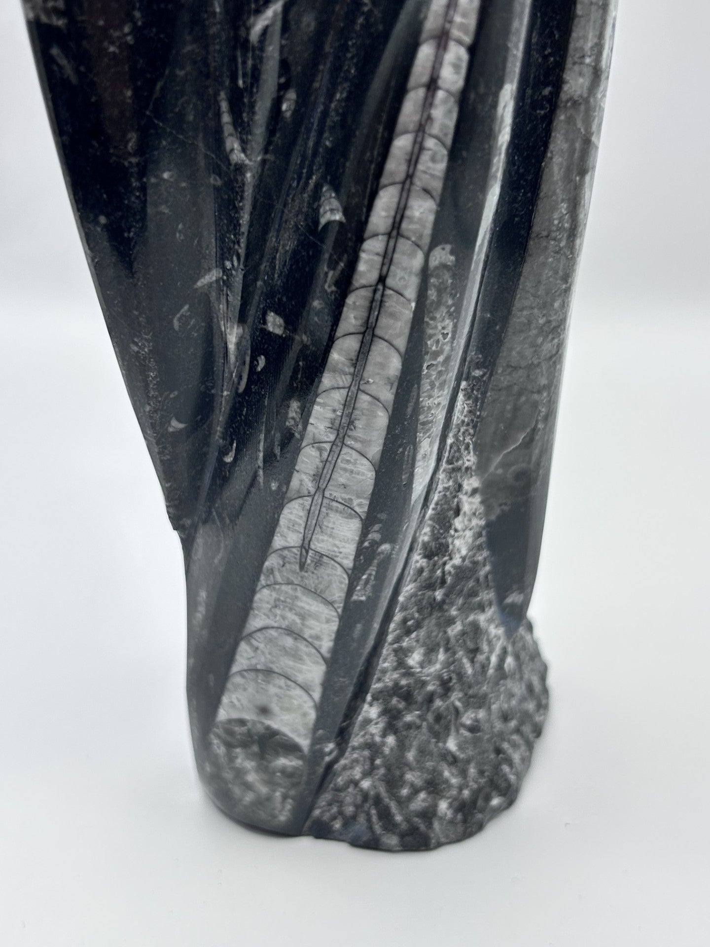Polished Orthoceras Fossil – 9.5" Sculpture