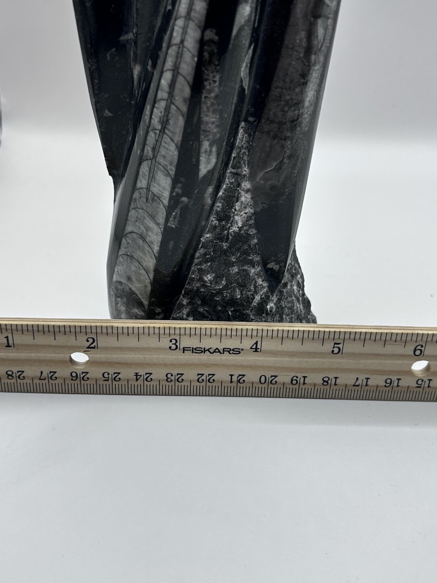 Polished Orthoceras Fossil – 9.5" Sculpture