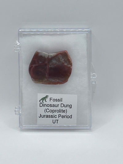 Jurassic Coprolite – Fossilized Dinosaur Dung