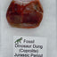 Jurassic Coprolite – Fossilized Dinosaur Dung