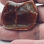 Jurassic Coprolite – Fossilized Dinosaur Dung