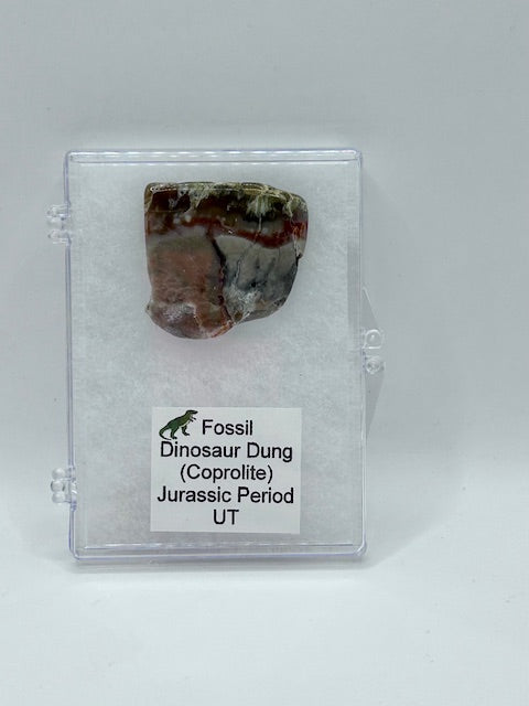 Jurassic Coprolite – Fossilized Dinosaur Dung