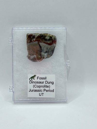 Jurassic Coprolite – Fossilized Dinosaur Dung