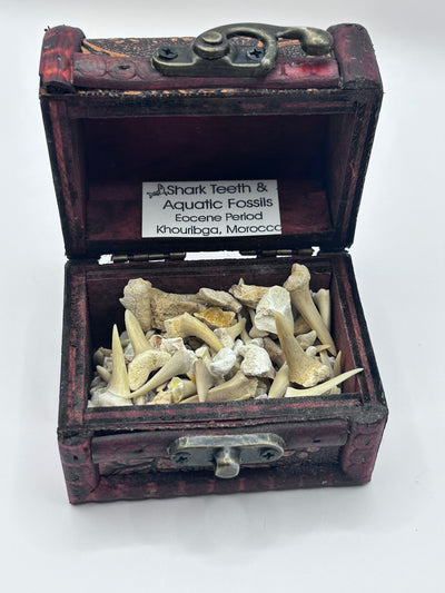 Shark Teeth & Aquatic Fossils