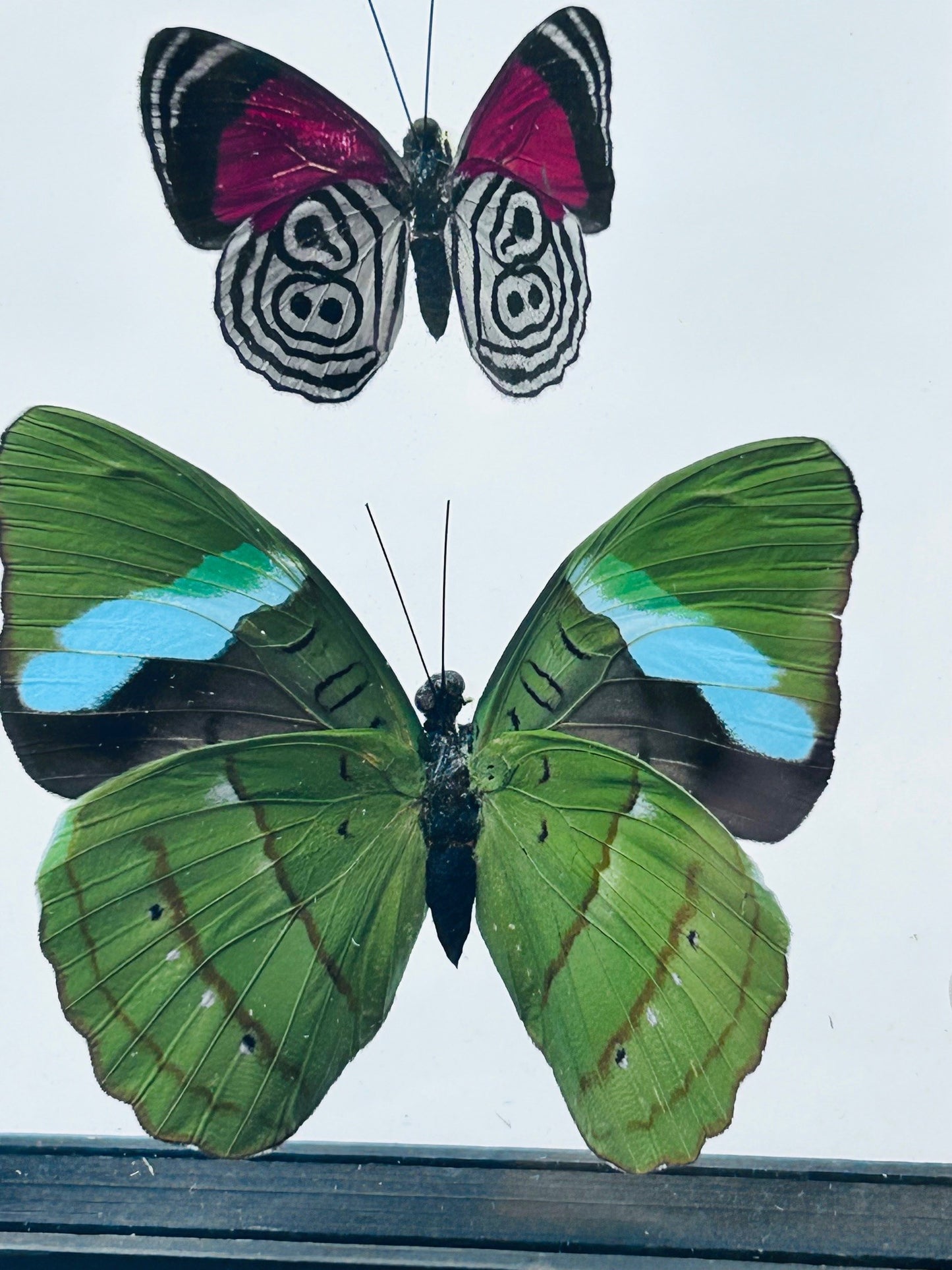Framed Butterfly Trio