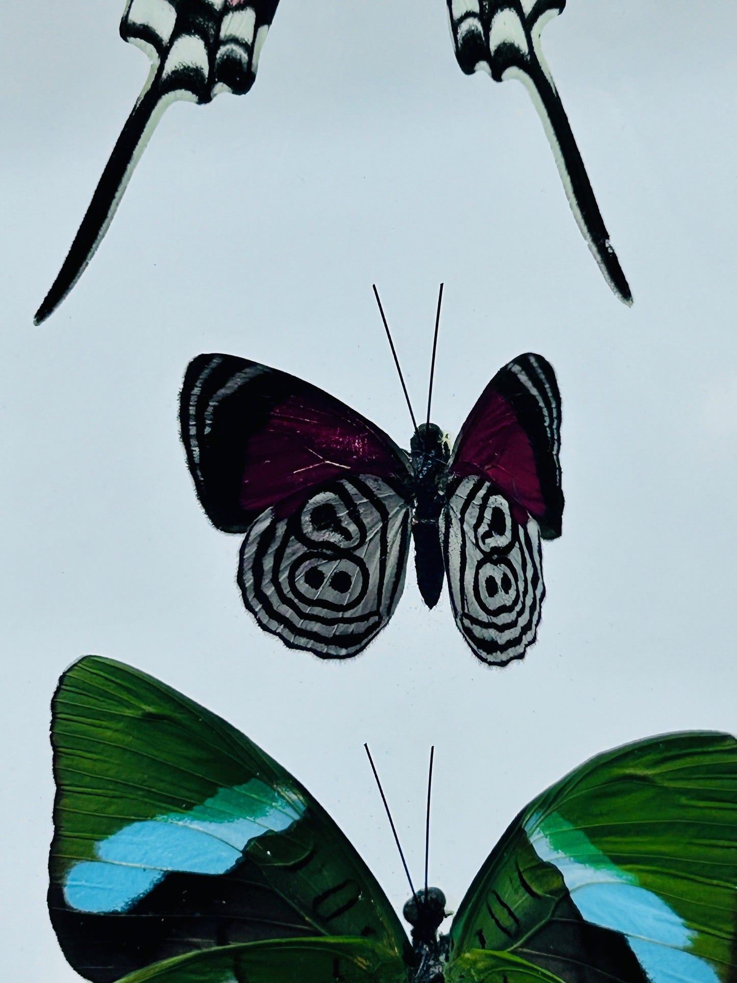 Framed Butterfly Trio