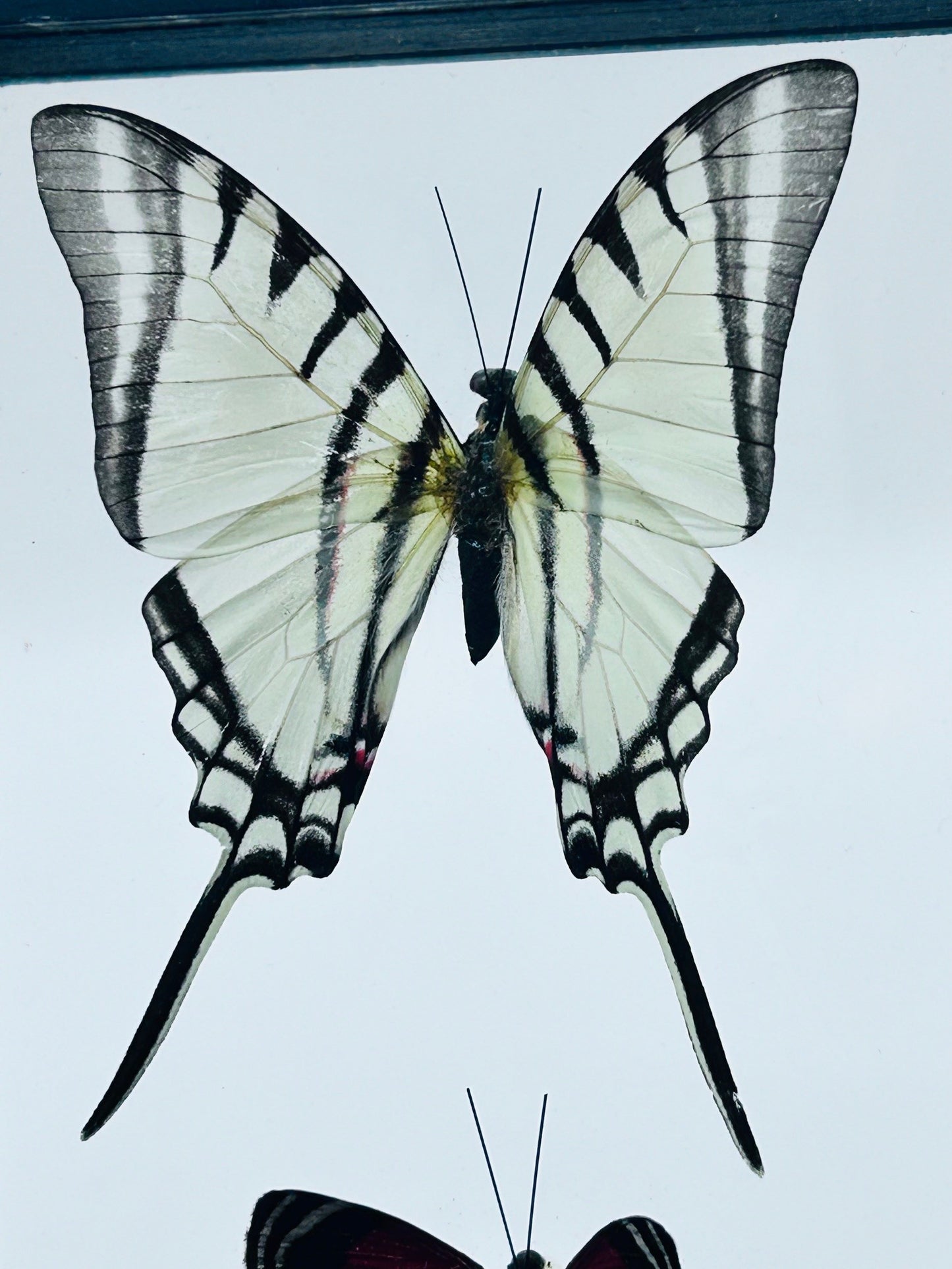 Framed Butterfly Trio