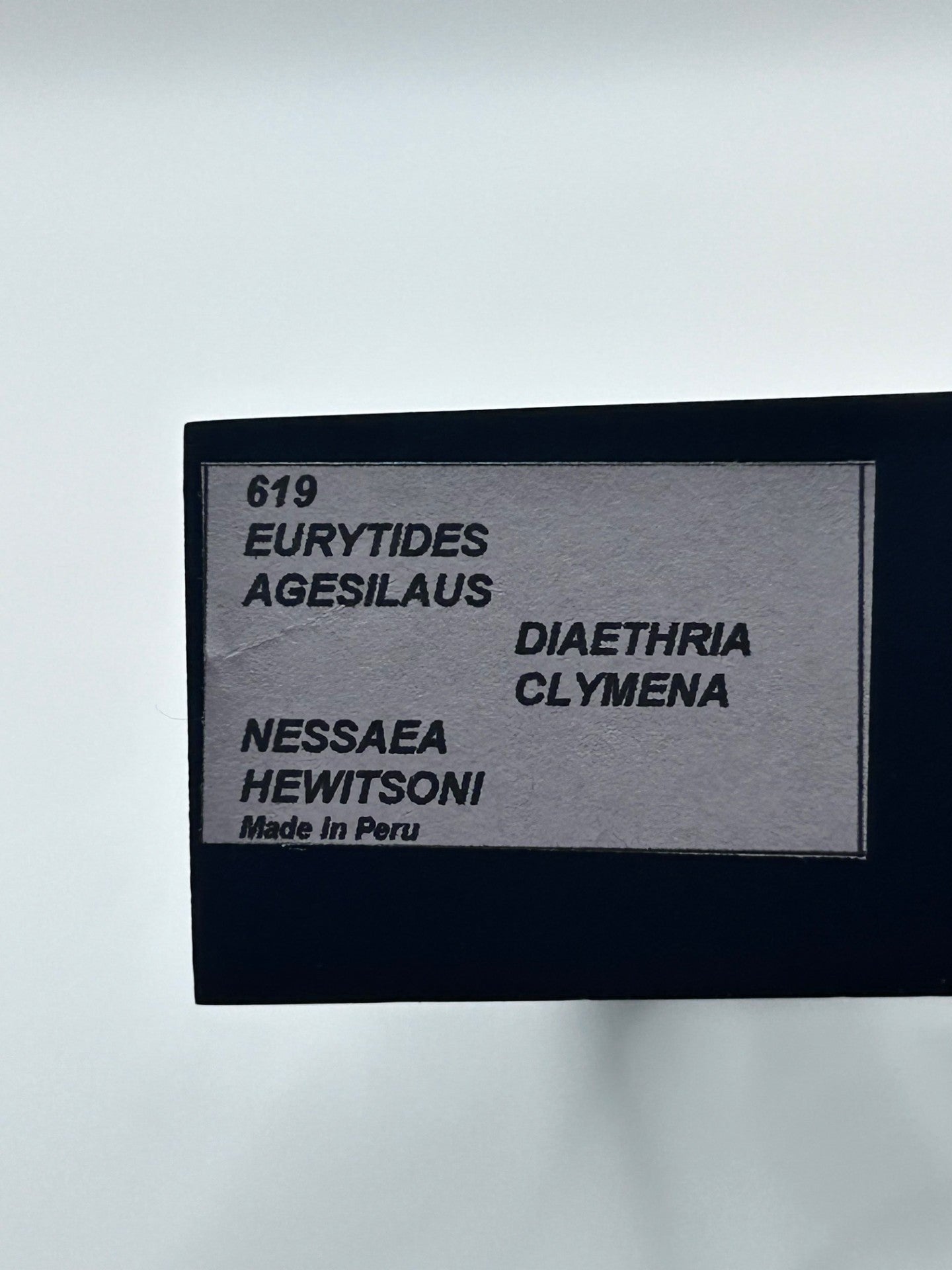 Framed Butterfly Trio