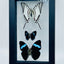 Framed Butterfly Trio
