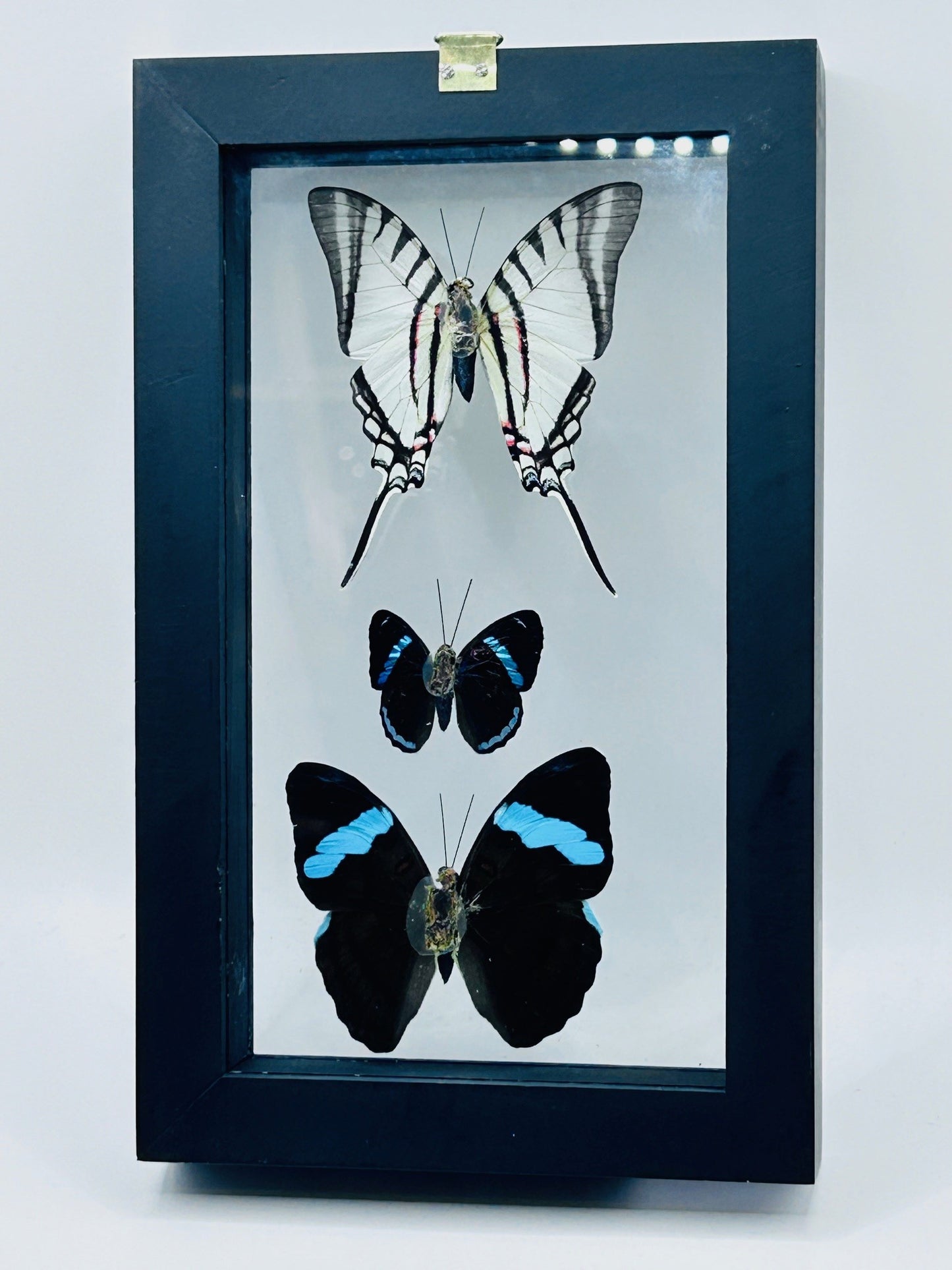 Framed Butterfly Trio