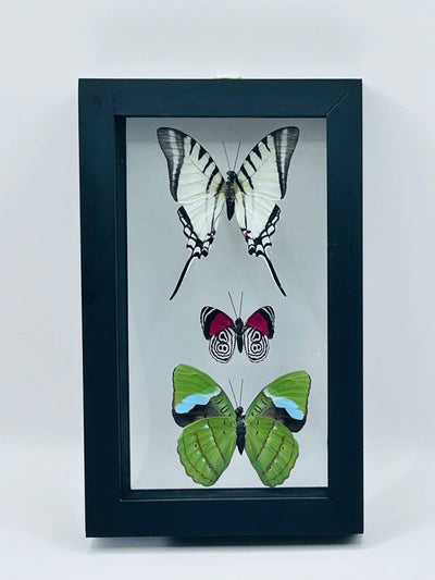 Framed Butterfly Trio