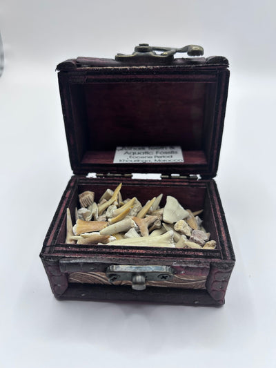 Shark Teeth & Aquatic Fossils