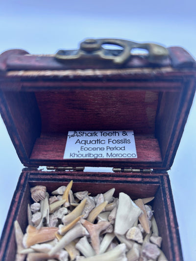 Shark Teeth & Aquatic Fossils