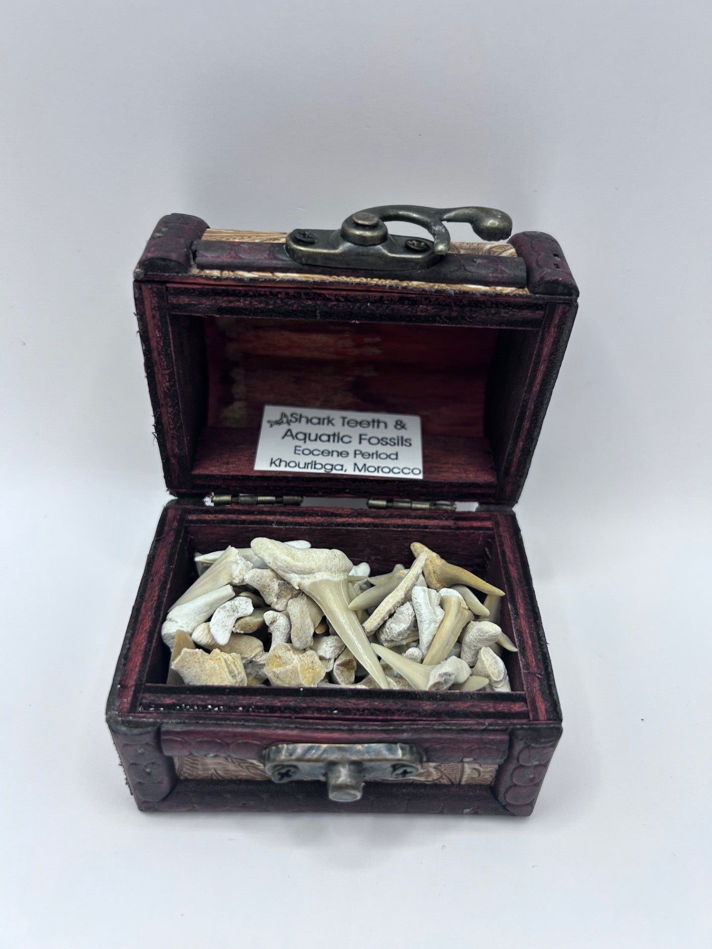 Shark Teeth & Aquatic Fossils