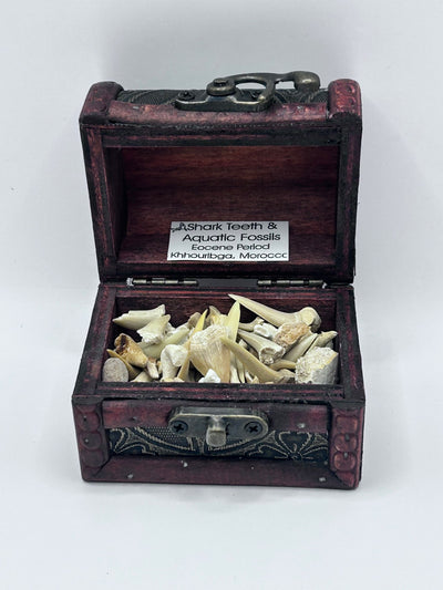 Shark Teeth & Aquatic Fossils