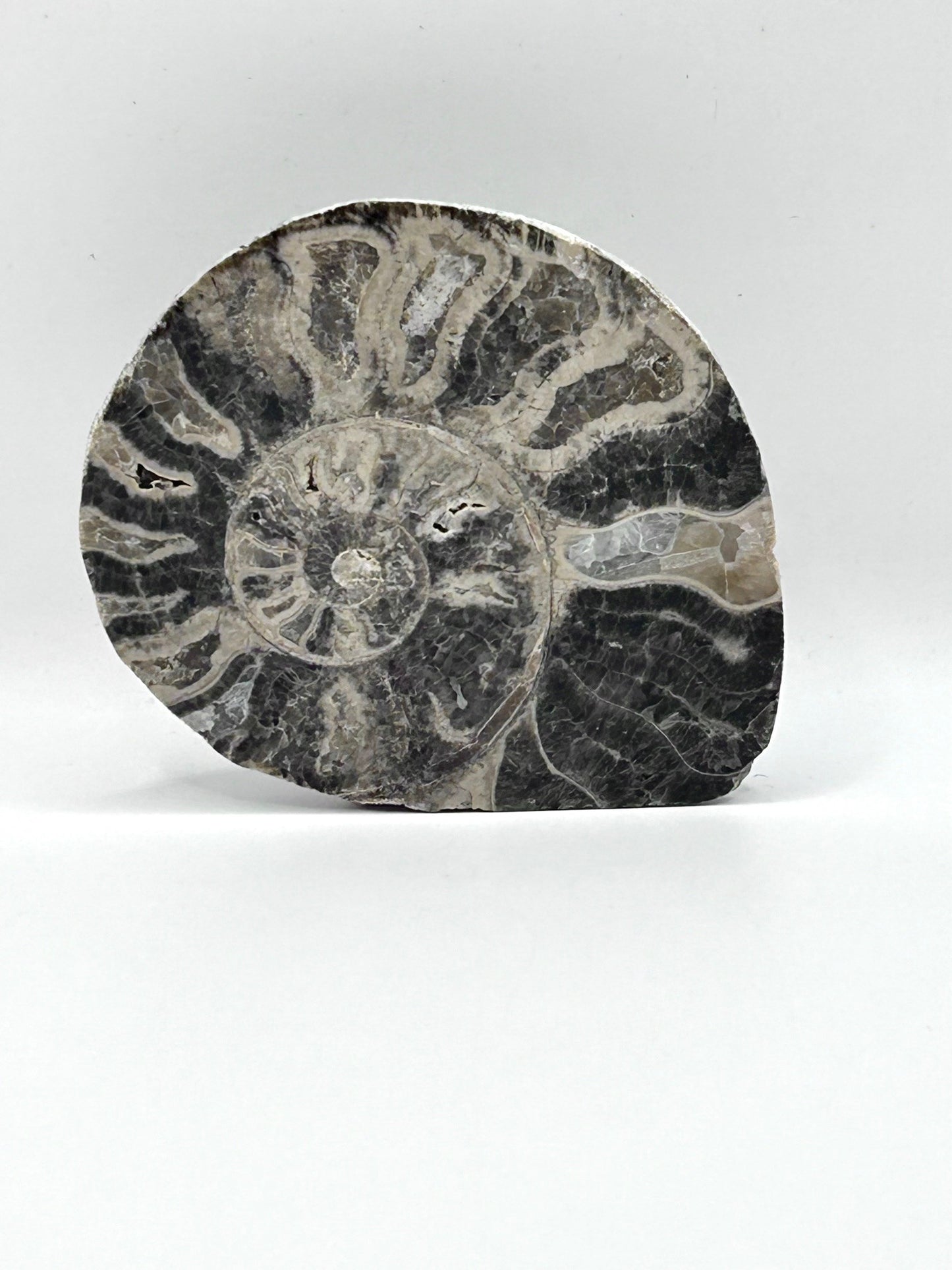 Fossil Ammonite (Choffaticeras)
