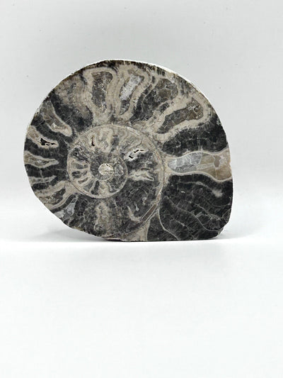 Fossil Ammonite (Choffaticeras)