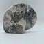 Fossil Ammonite (Choffaticeras)