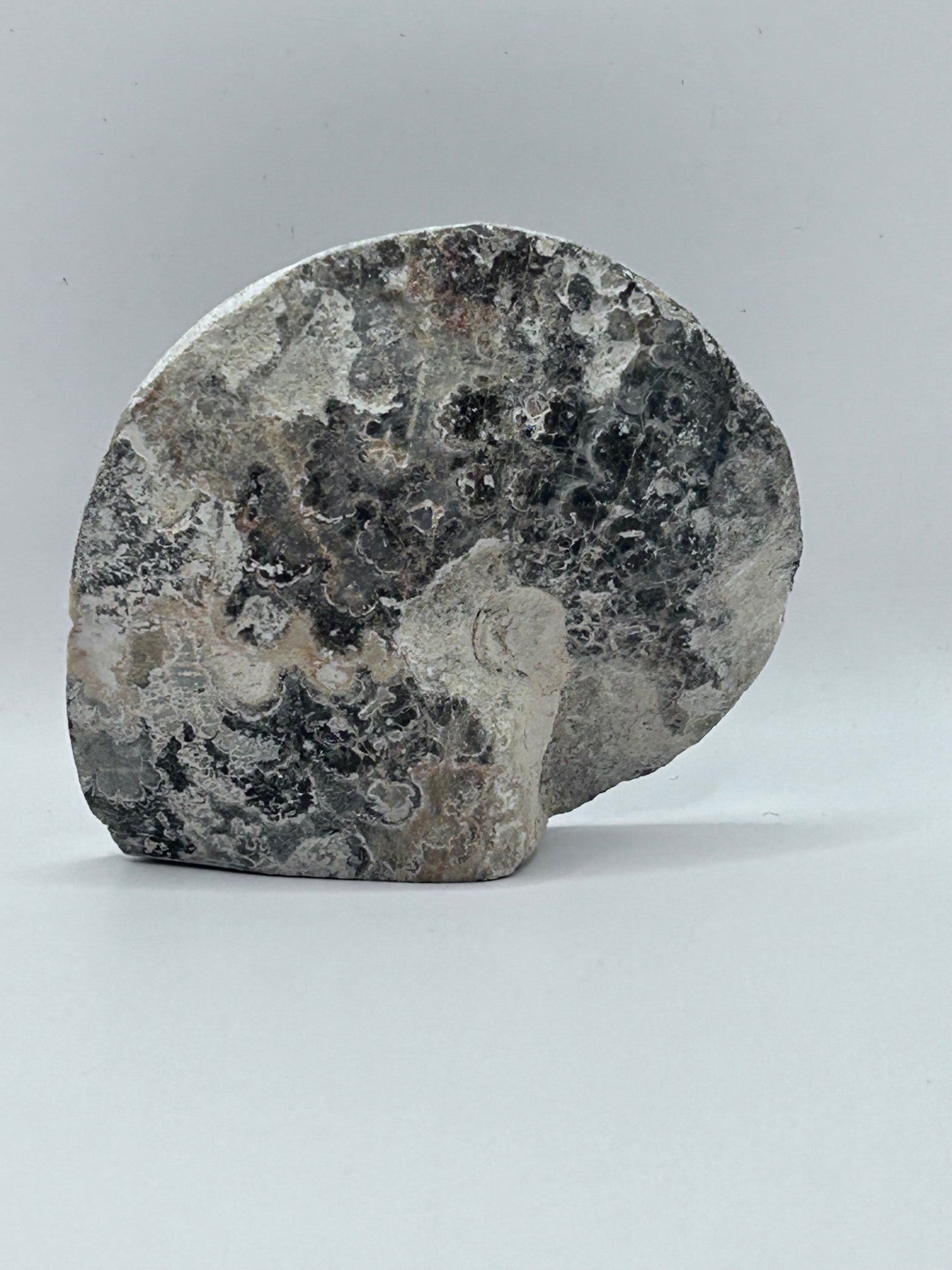 Fossil Ammonite (Choffaticeras)