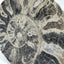 Fossil Ammonite (Choffaticeras)
