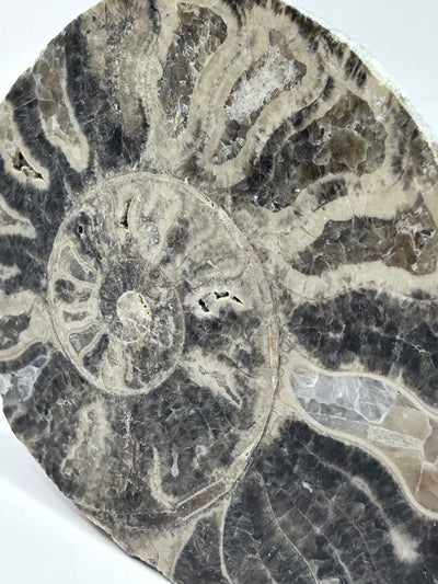 Fossil Ammonite (Choffaticeras)