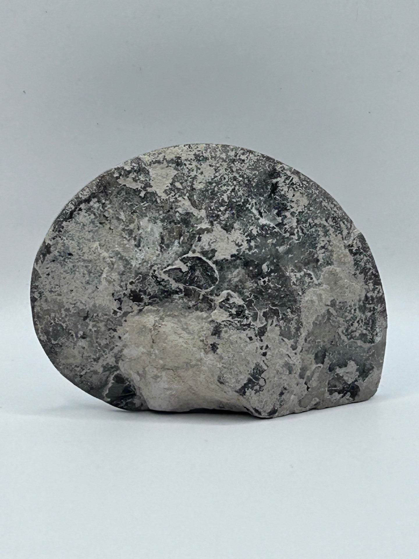 Fossil Ammonite (Choffaticeras)