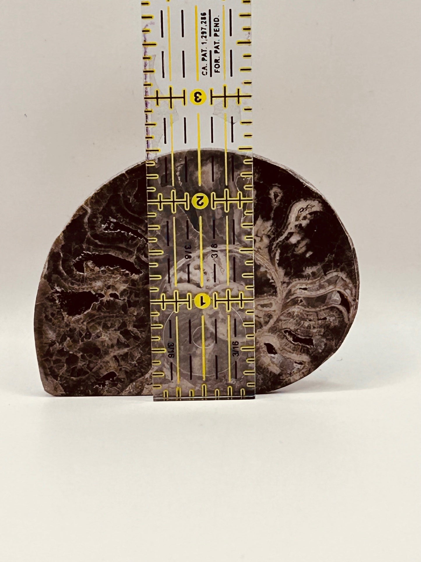 Fossil Ammonite (Choffaticeras)