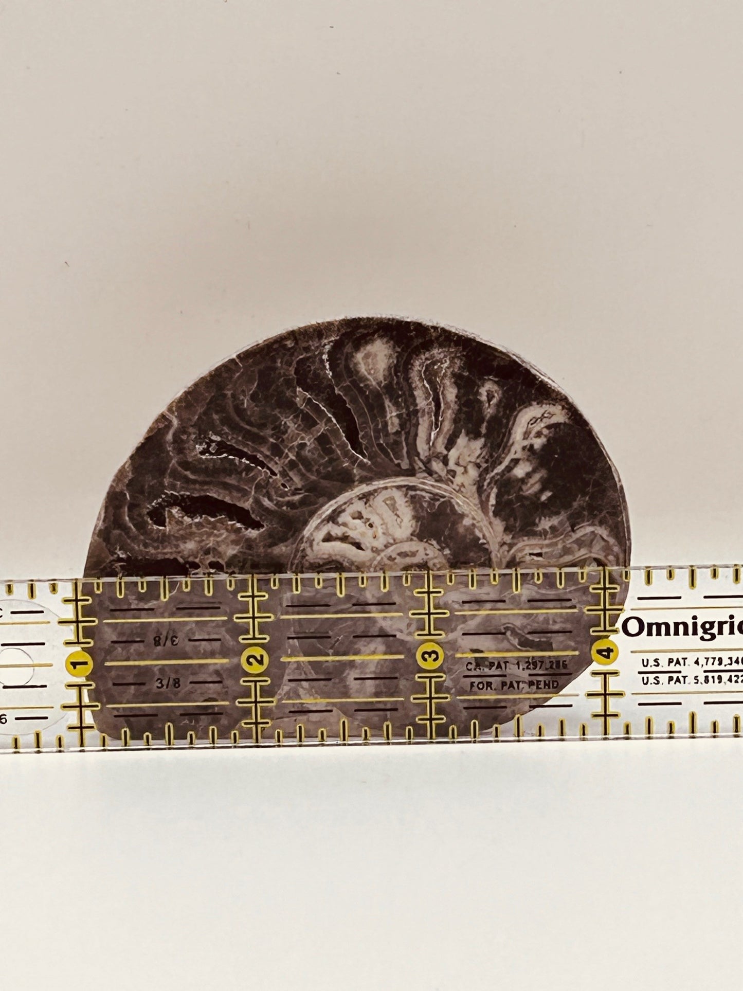 Fossil Ammonite (Choffaticeras)