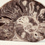 Fossil Ammonite (Choffaticeras)