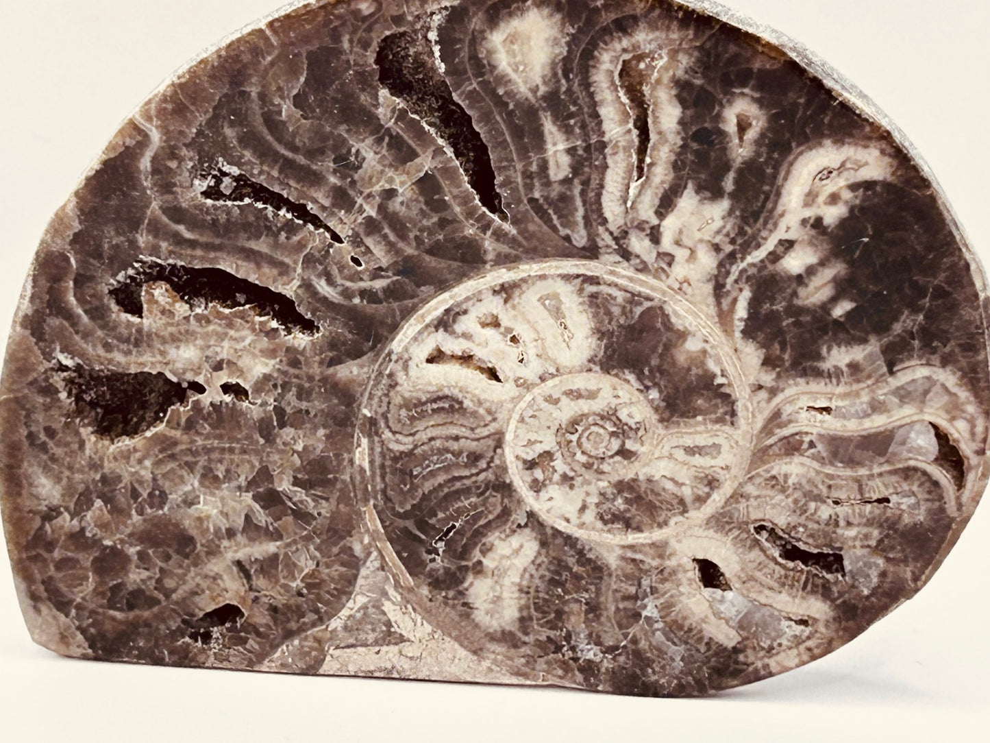 Fossil Ammonite (Choffaticeras)