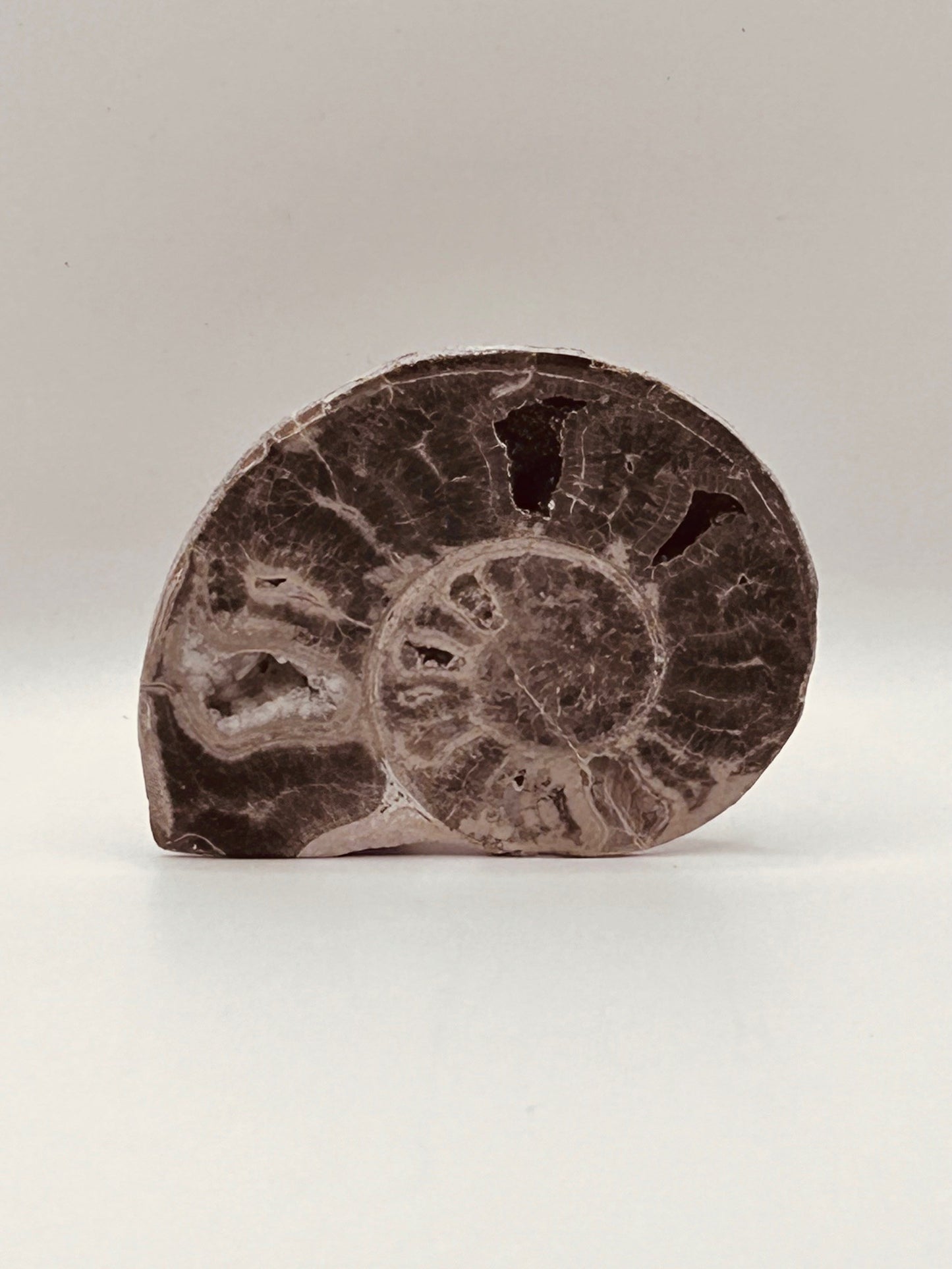 Fossil Ammonite (Choffaticeras)