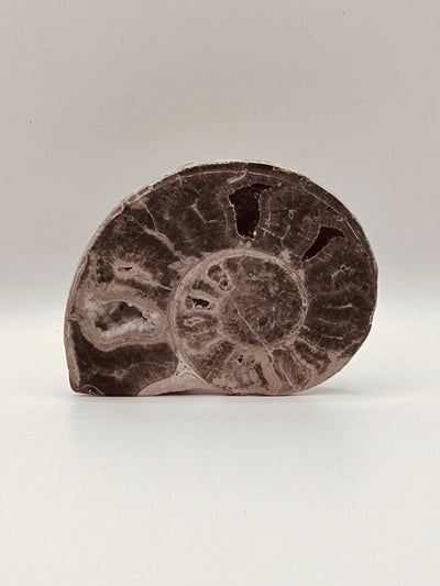 Fossil Ammonite (Choffaticeras)