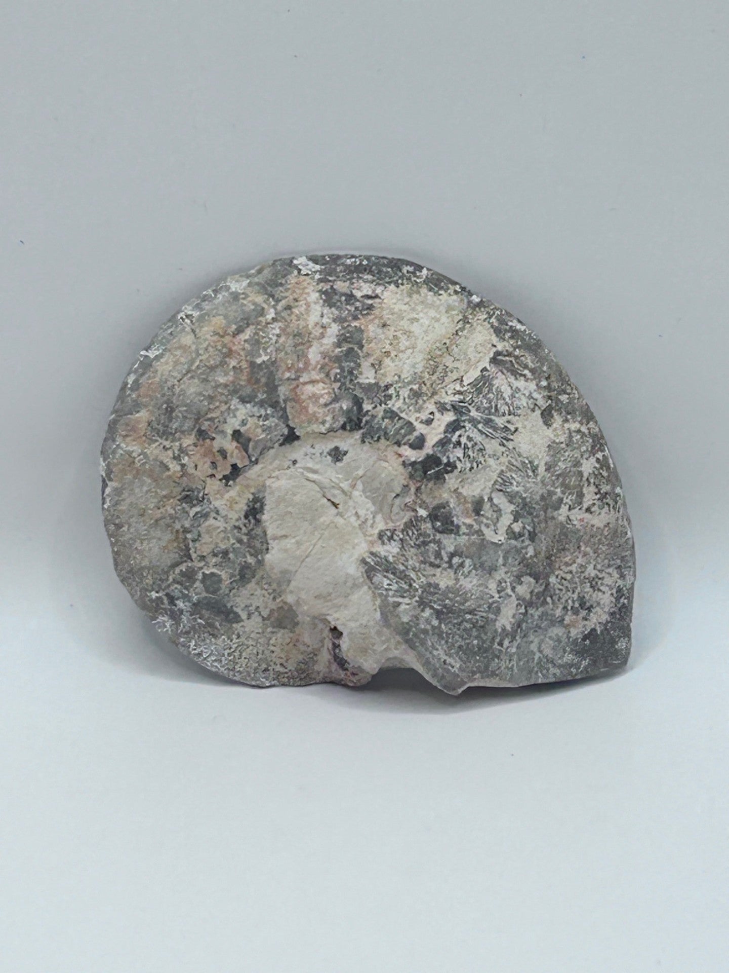 Fossil Ammonite (Choffaticeras)
