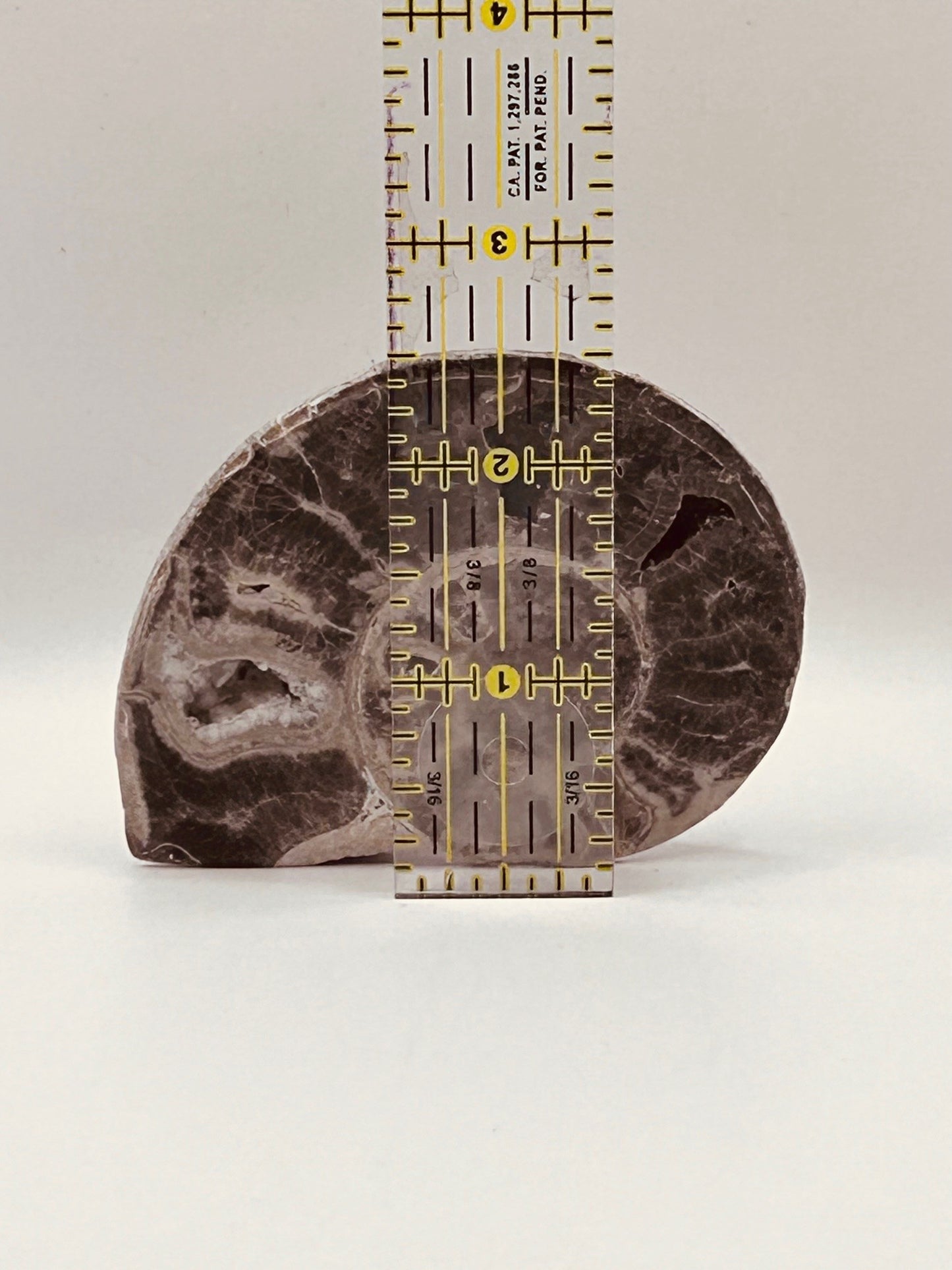 Fossil Ammonite (Choffaticeras)