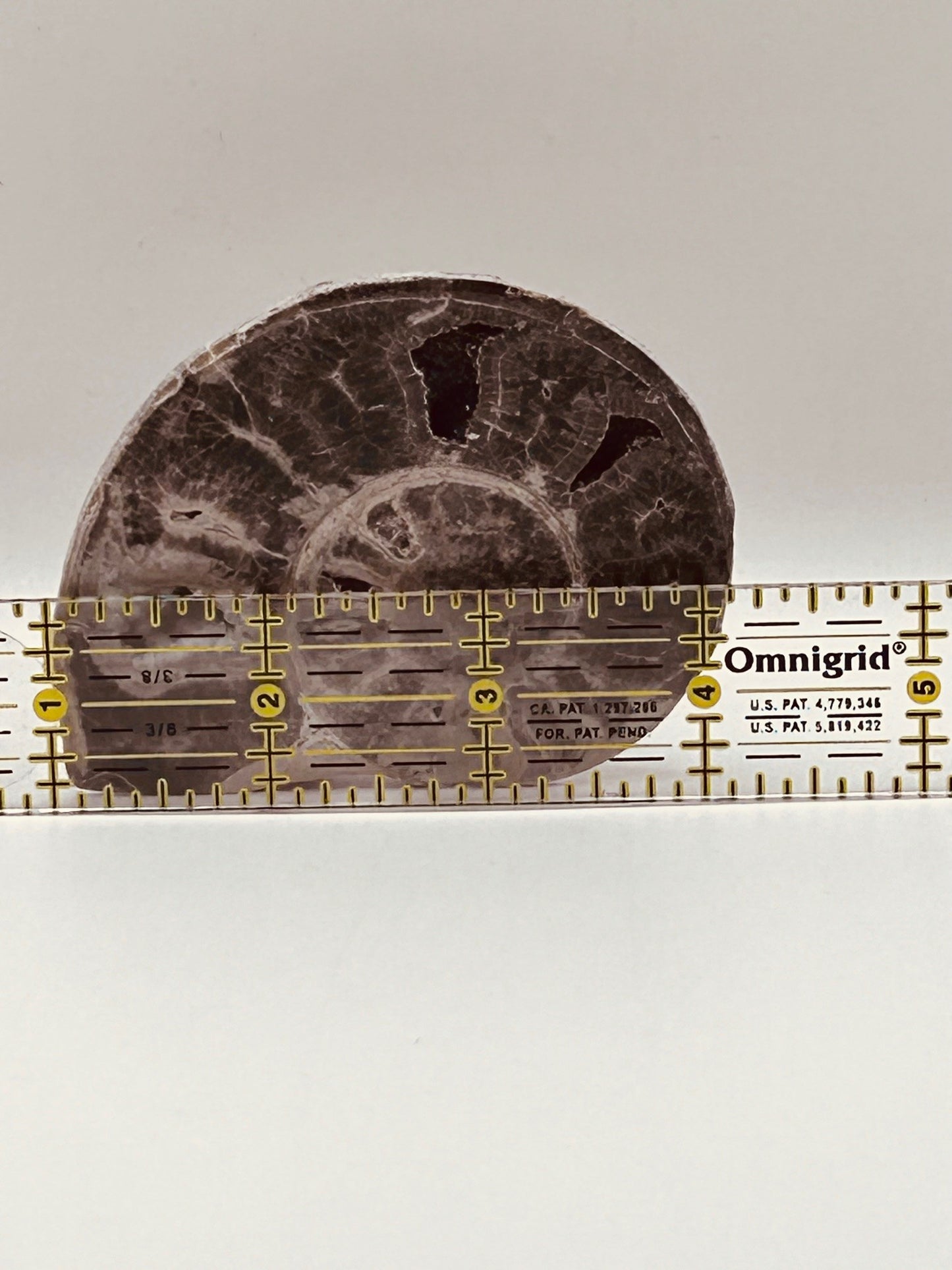Fossil Ammonite (Choffaticeras)