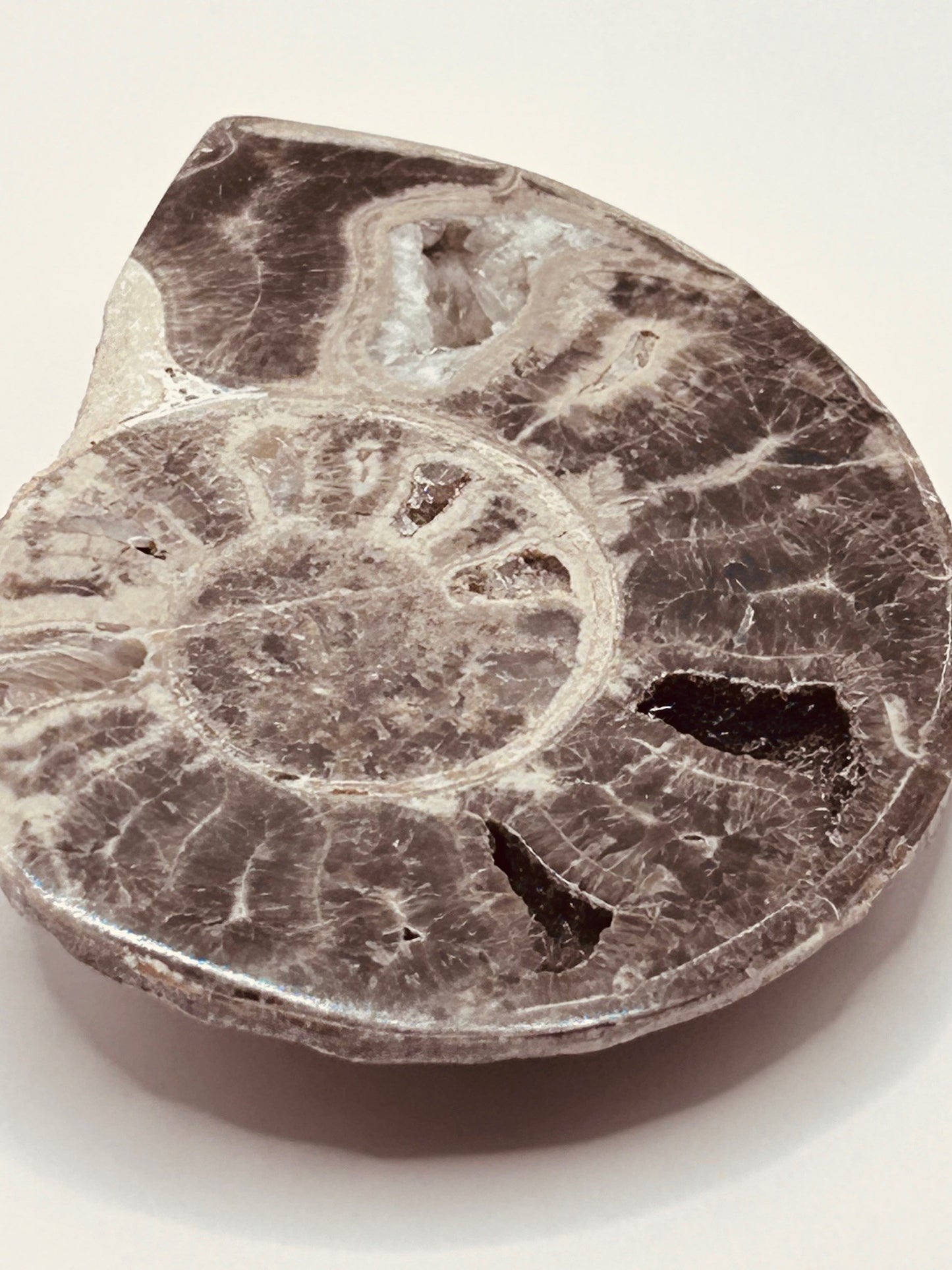 Fossil Ammonite (Choffaticeras)