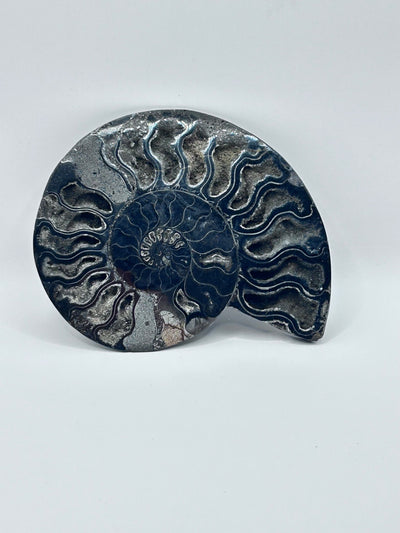 Fossil Ammonite (Cretaceous Period)
