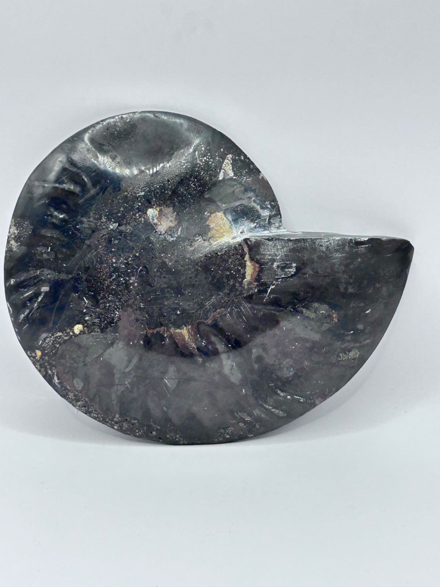 Fossil Ammonite (Cretaceous Period)