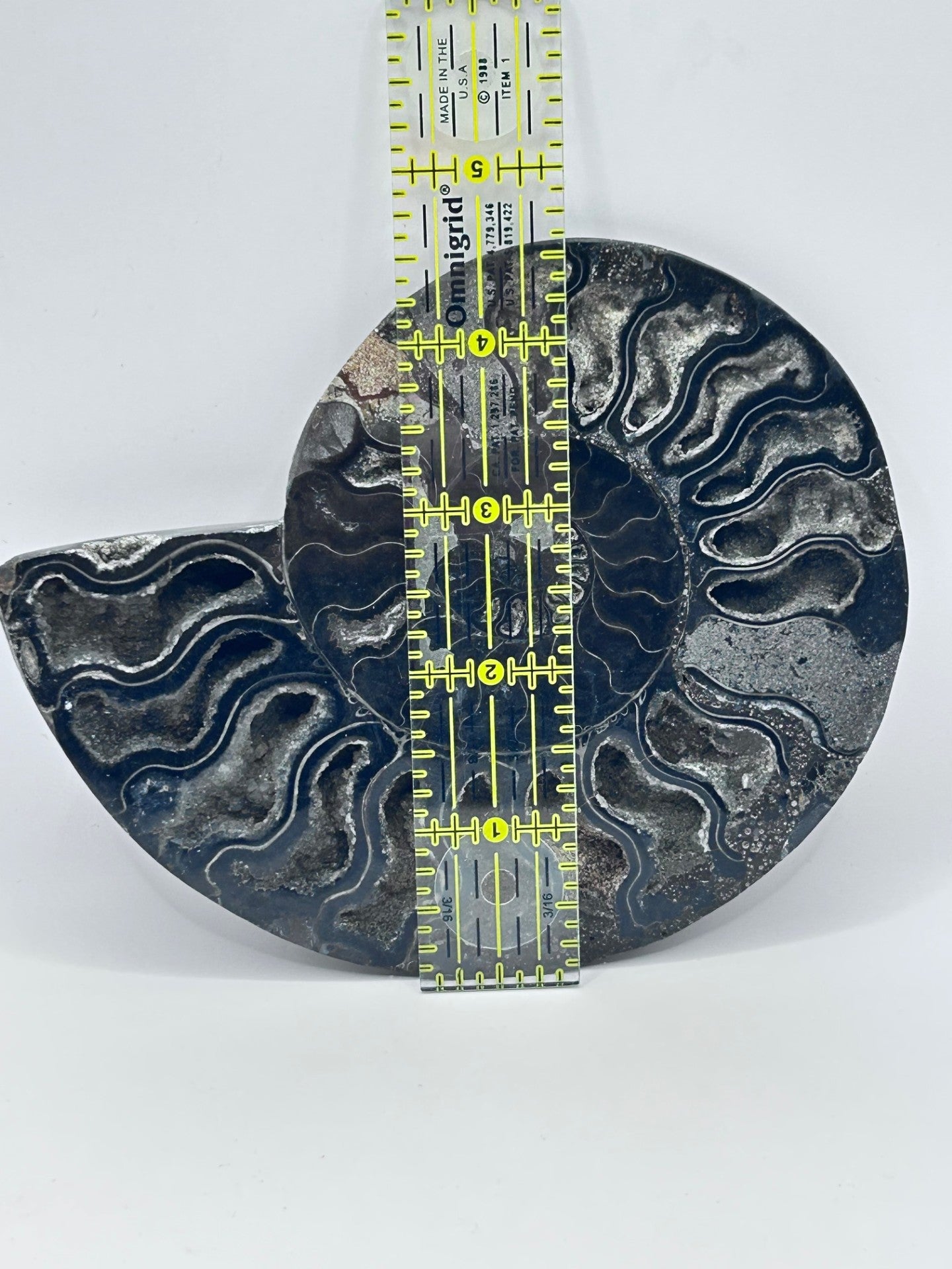 Fossil Ammonite (Cretaceous Period)