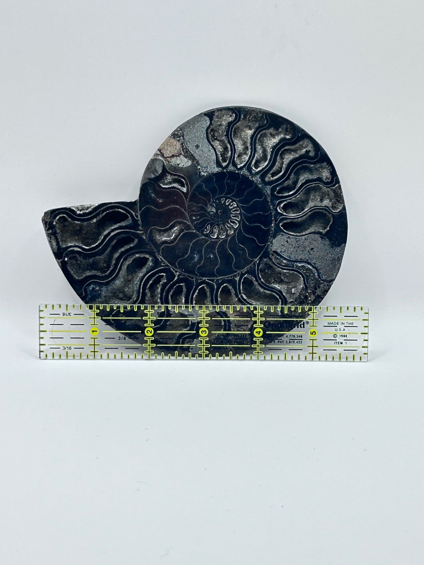 Fossil Ammonite (Cretaceous Period)
