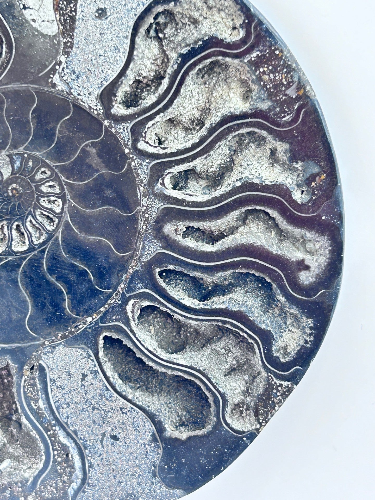 Fossil Ammonite (Cretaceous Period)