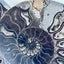 Fossil Ammonite (Cretaceous Period)