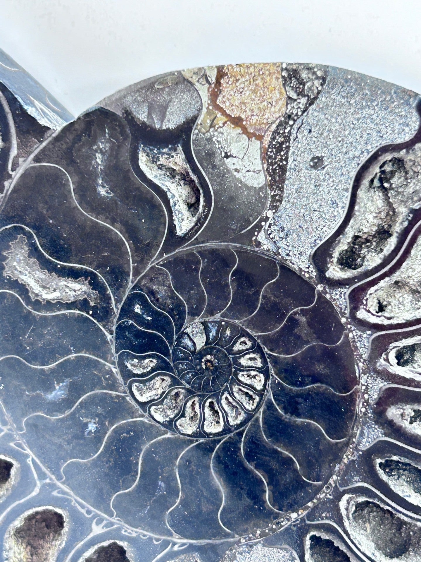 Fossil Ammonite (Cretaceous Period)