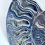 Fossil Ammonite (Cretaceous Period)